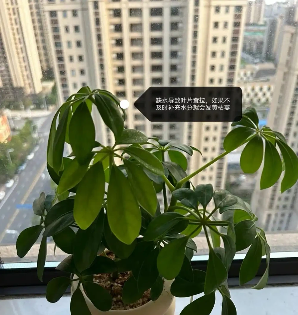 鵝掌藤葉子發黃脫落怎麼回事？主要有3個原因，對症解決還有救