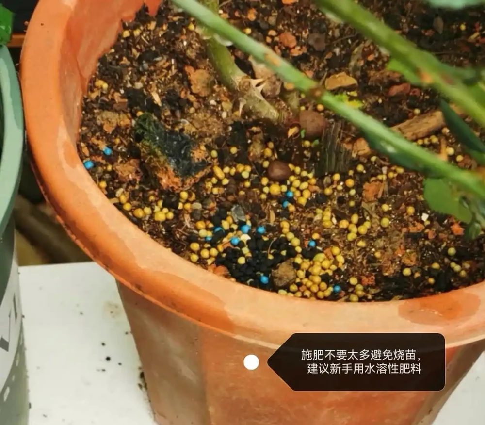 鵝掌藤葉子發黃脫落怎麼回事？主要有3個原因，對症解決還有救