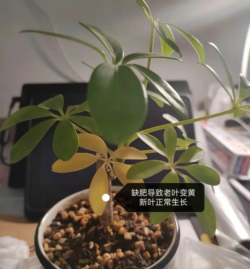 鵝掌藤葉子發黃脫落怎麼回事？主要有3個原因，對症解決還有救