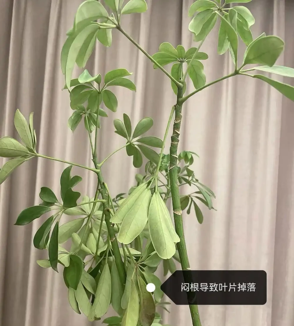 鵝掌藤葉子發黃脫落怎麼回事？主要有3個原因，對症解決還有救