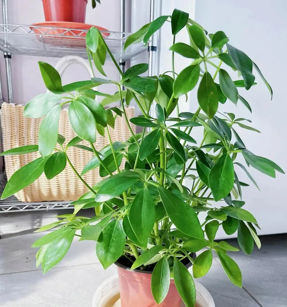 鵝掌藤葉子發黃脫落怎麼回事？主要有3個原因，對症解決還有救