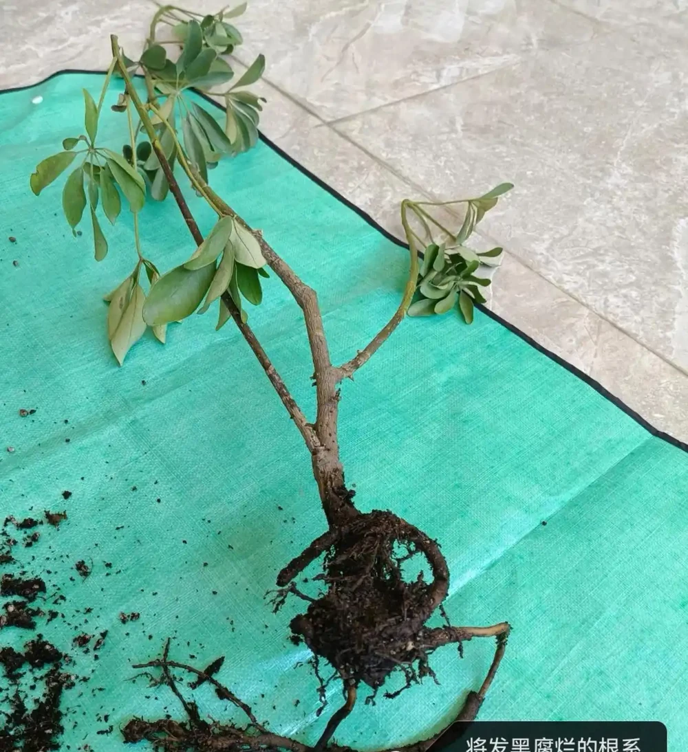 鵝掌藤葉子發黃脫落怎麼回事？主要有3個原因，對症解決還有救