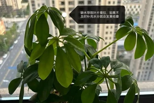 鵝掌藤葉子發黃脫落怎麼回事？主要有3個原因，對症解決還有救