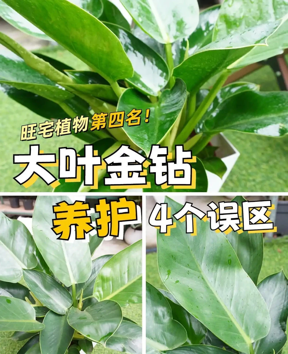 綠植金鑽 「吸毒王」4個養護誤區你踩雷了嗎?家養一盆,淨化空氣