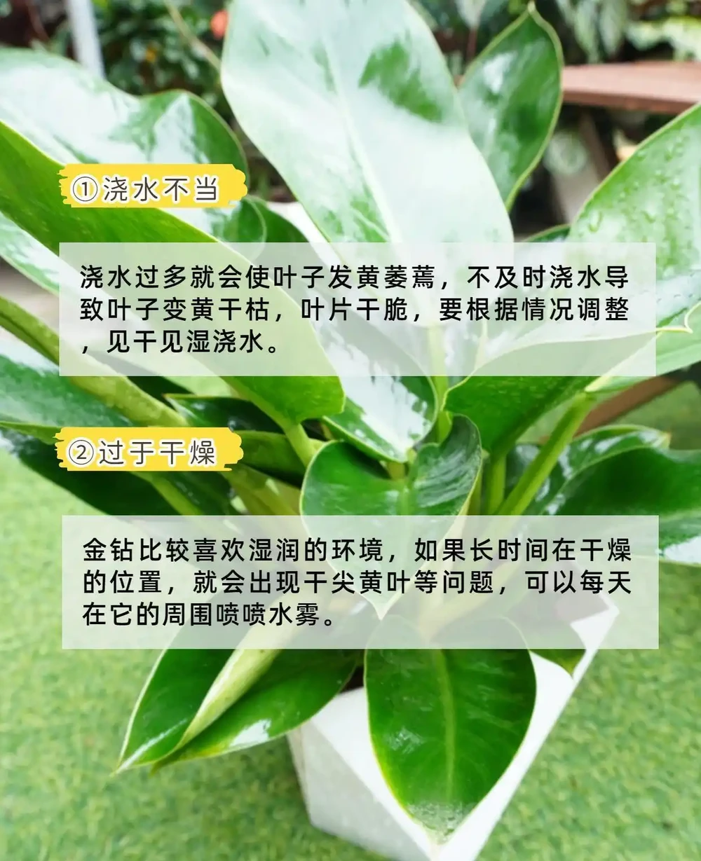 綠植金鑽 「吸毒王」4個養護誤區你踩雷了嗎?家養一盆,淨化空氣