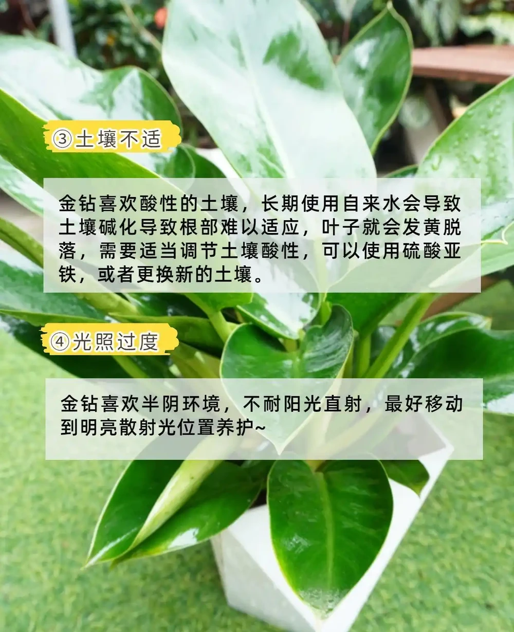 綠植金鑽 「吸毒王」4個養護誤區你踩雷了嗎？家養一盆，淨化空氣