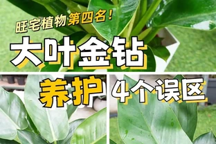綠植金鑽 「吸毒王」4個養護誤區你踩雷了嗎？家養一盆，淨化空氣