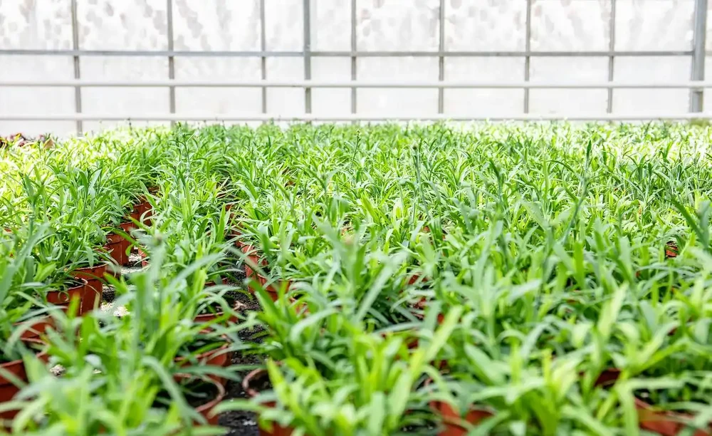 空心菜用什麼肥料才嫩,有哪些施肥技巧?