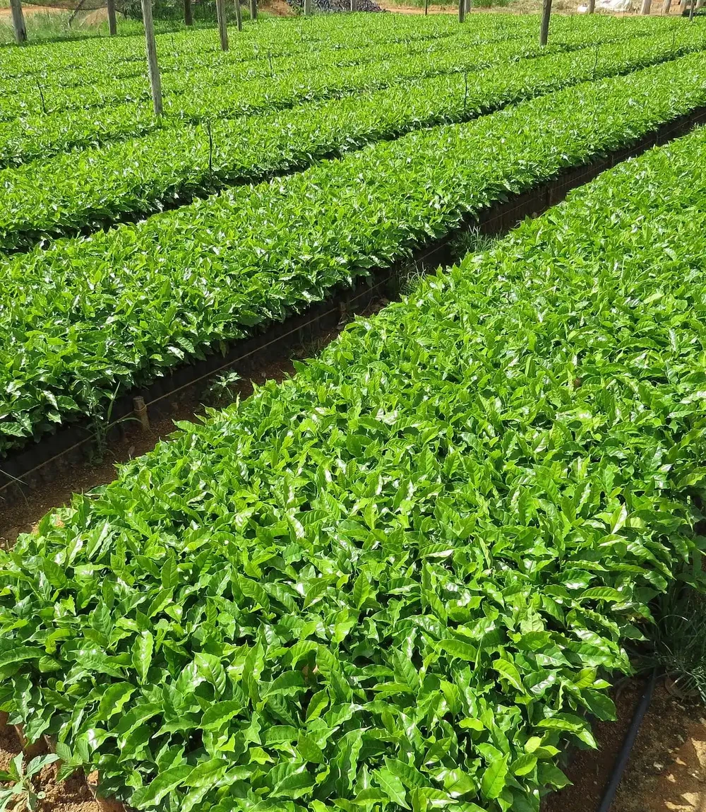 空心菜用什麼肥料才嫩,有哪些施肥技巧?