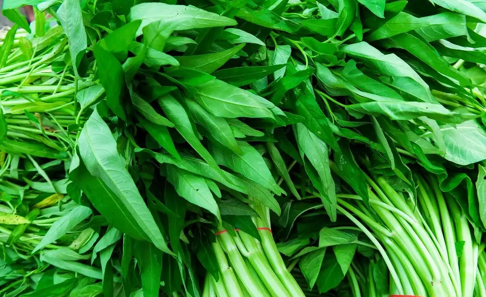 空心菜用什麼肥料才嫩,有哪些施肥技巧?