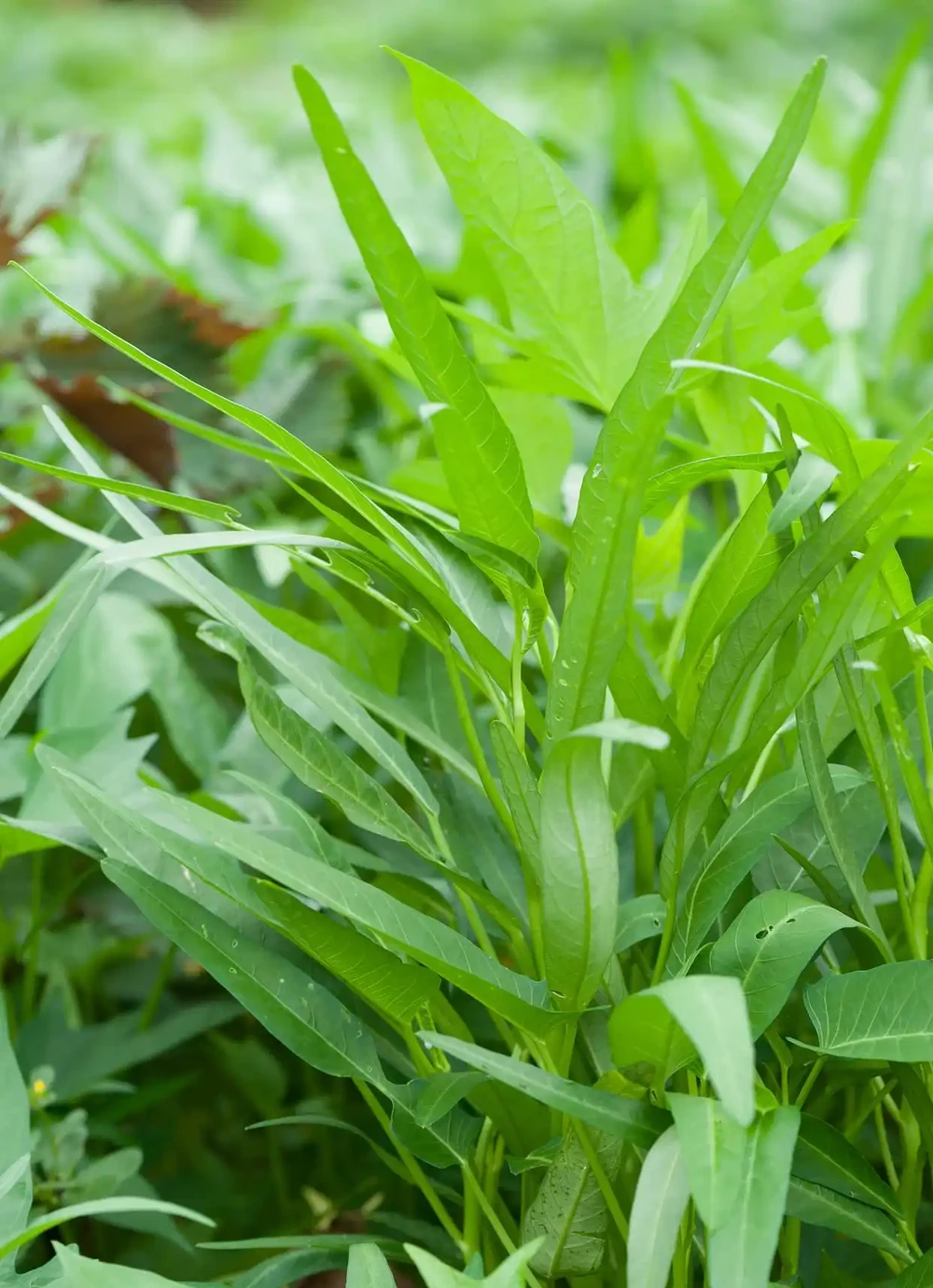 空心菜用什麼肥料才嫩,有哪些施肥技巧?