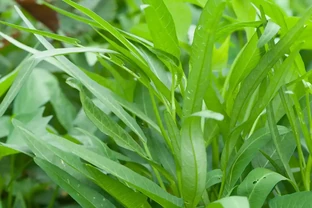 空心菜用什麼肥料才嫩，有哪些施肥技巧？