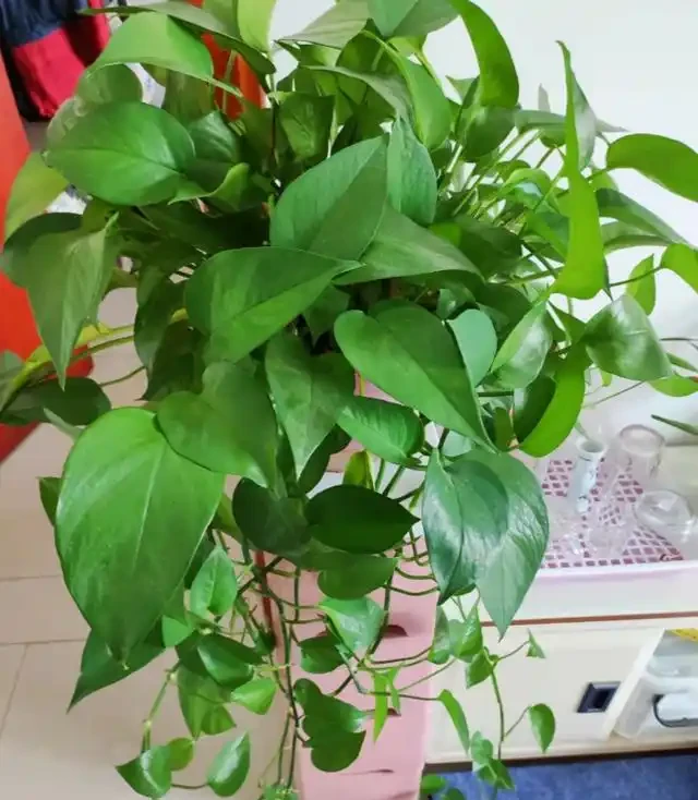 有黃金葛的要留心，這5個地方不建議放，很多人都不清楚，快搬走！