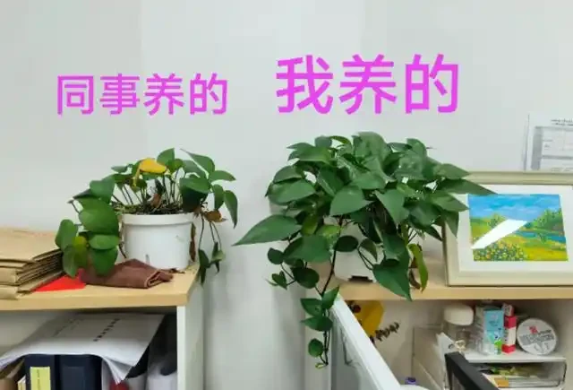 有黃金葛的要留心，這5個地方不建議放，很多人都不清楚，快搬走！