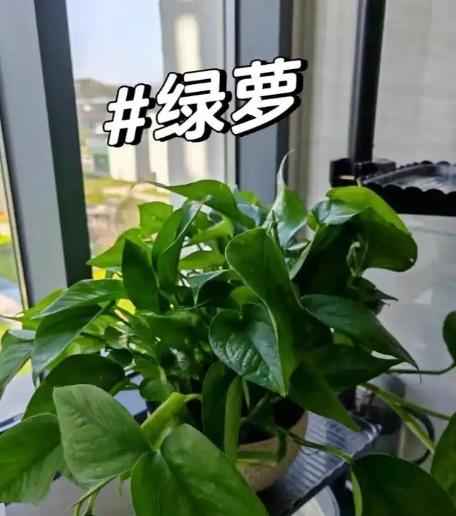 有黃金葛的要留心，這5個地方不建議放，很多人都不清楚，快搬走！