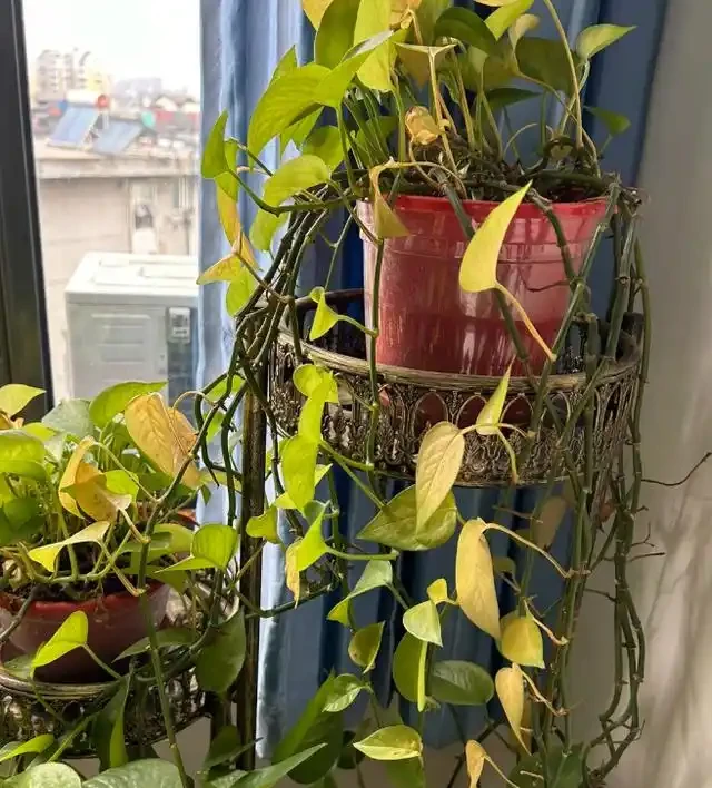 有黃金葛的要留心，這5個地方不建議放，很多人都不清楚，快搬走！