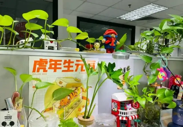有黃金葛的要留心，這5個地方不建議放，很多人都不清楚，快搬走！