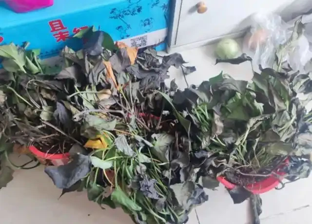 有黃金葛的要留心，這5個地方不建議放，很多人都不清楚，快搬走！