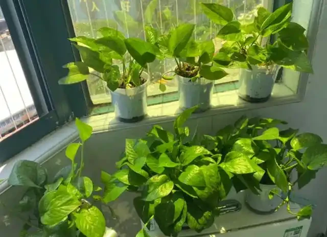 有黃金葛的要留心，這5個地方不建議放，很多人都不清楚，快搬走！