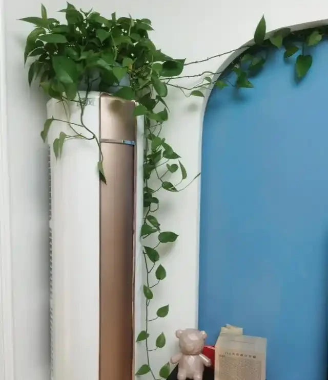 有黃金葛的要留心，這5個地方不建議放，很多人都不清楚，快搬走！