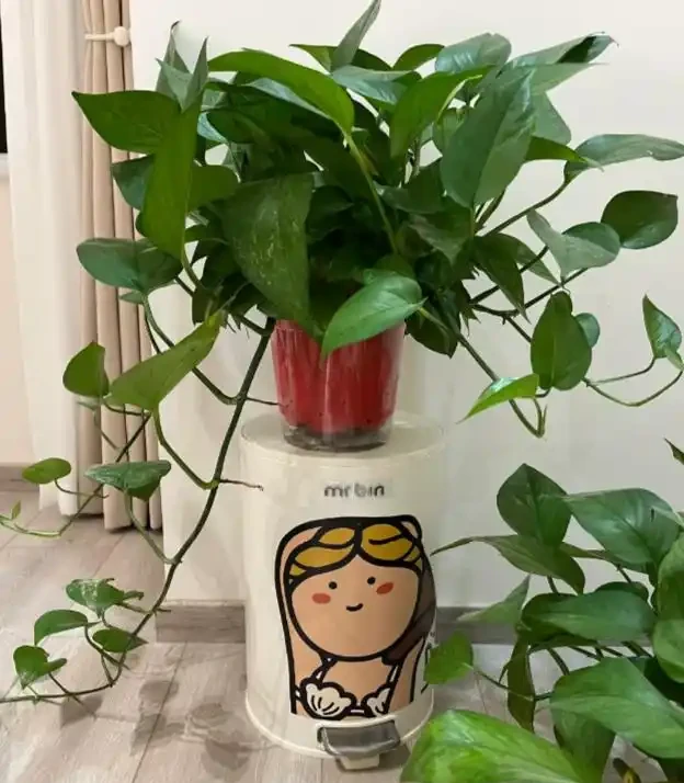 有黃金葛的要留心，這5個地方不建議放，很多人都不清楚，快搬走！