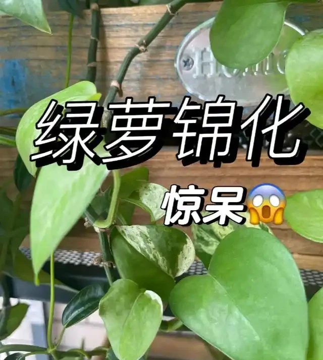有黃金葛的要留心，這5個地方不建議放，很多人都不清楚，快搬走！
