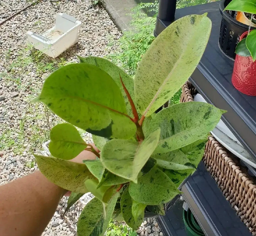 五種適合長期養室內的大葉子植物，小眾，耐看，價格平民