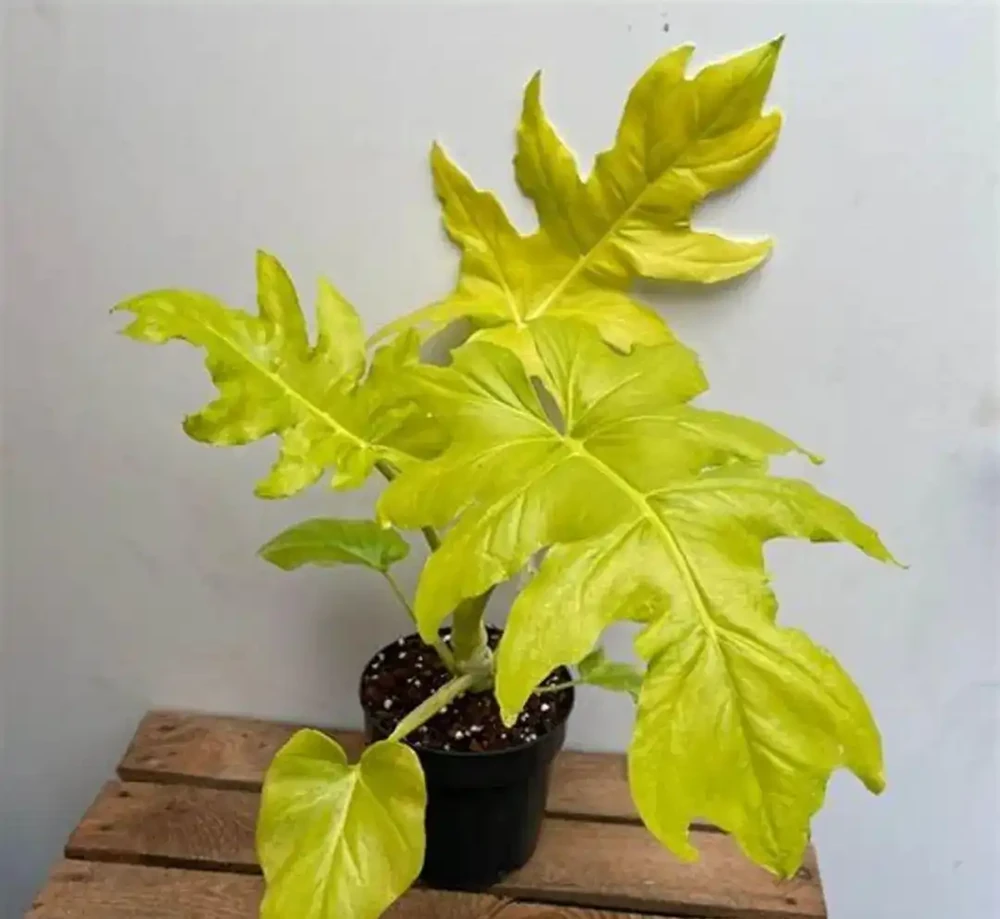 五種適合長期養室內的大葉子植物，小眾，耐看，價格平民