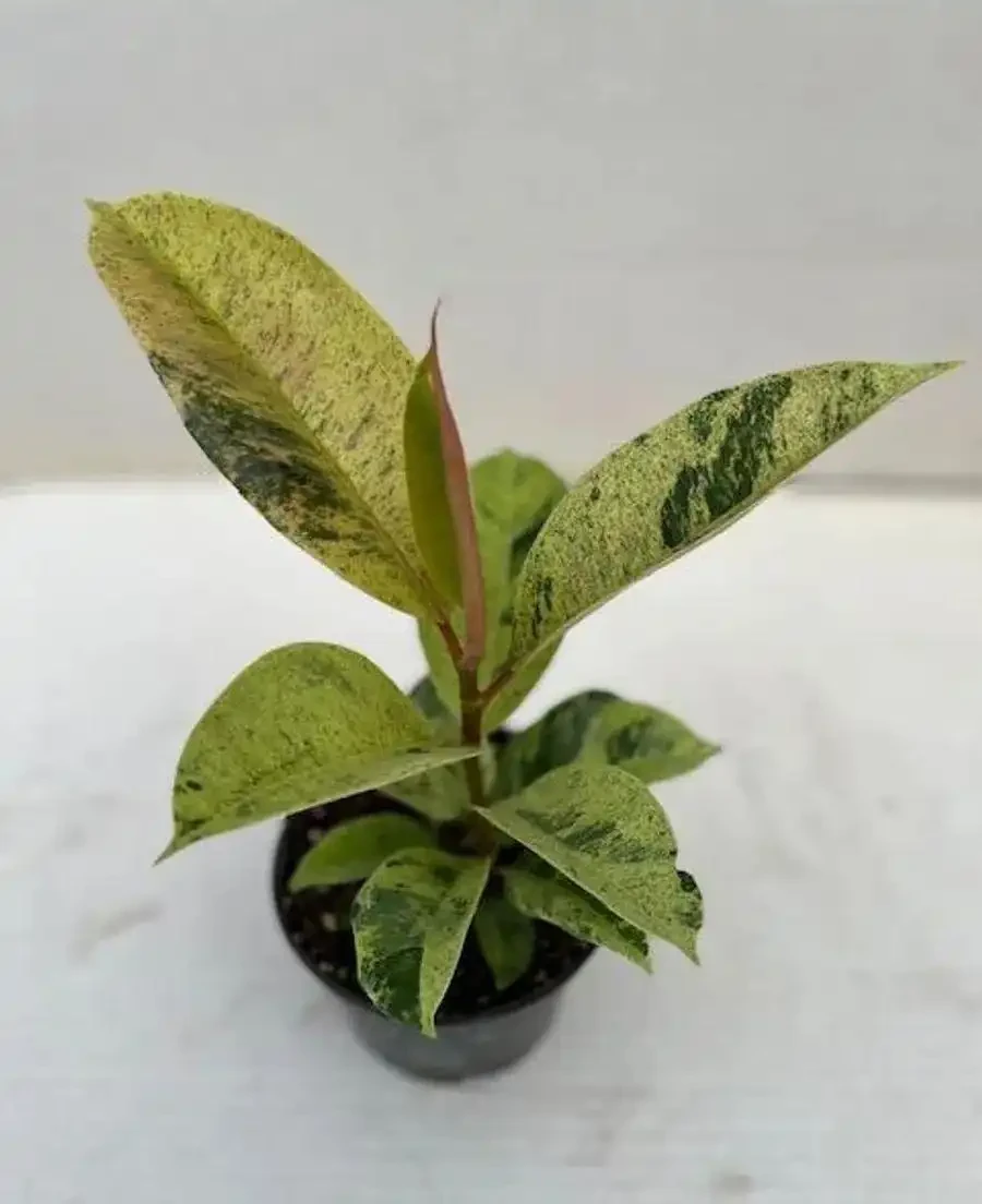 五種適合長期養室內的大葉子植物，小眾，耐看，價格平民