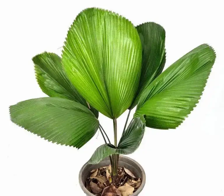五種適合長期養室內的大葉子植物，小眾，耐看，價格平民