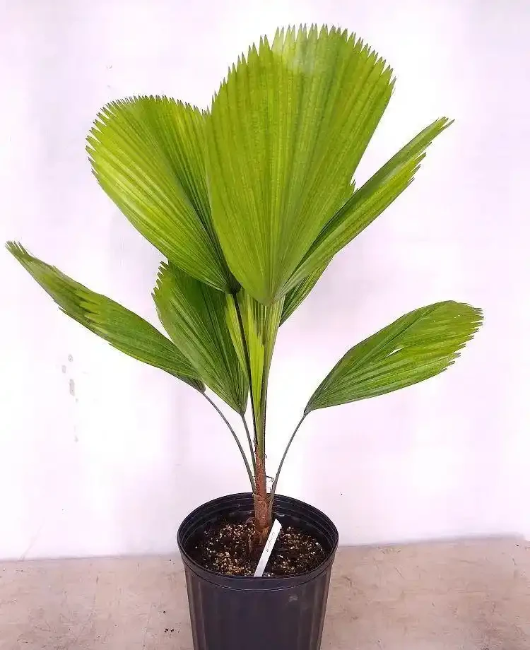 五種適合長期養室內的大葉子植物，小眾，耐看，價格平民