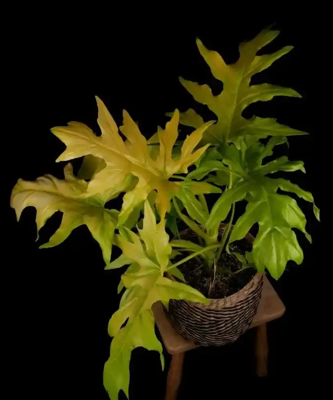 五種適合長期養室內的大葉子植物，小眾，耐看，價格平民