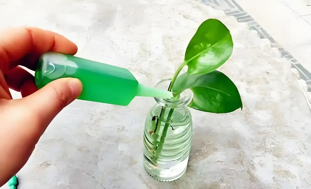 植物營養液,有哪些自制方法和技巧?