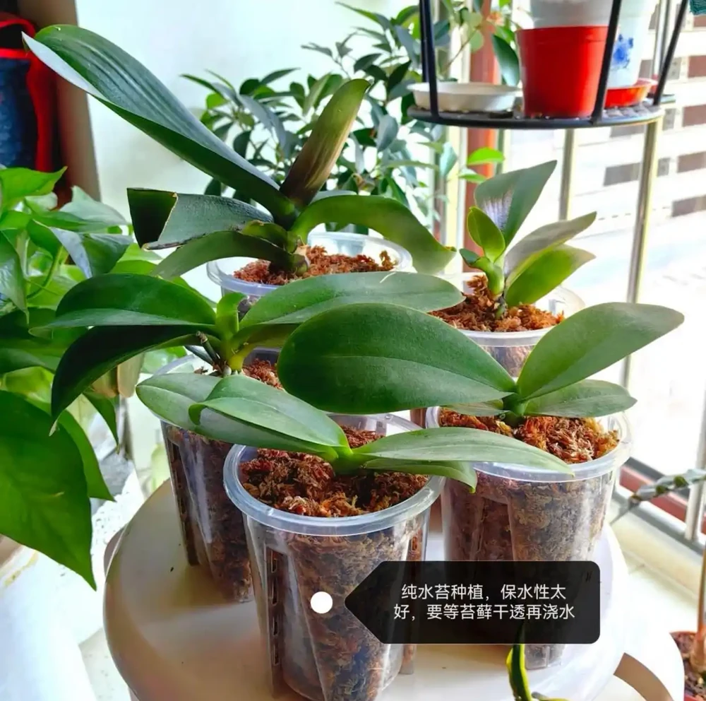 蝴蝶蘭用什麼栽培比較好?推薦4種種植基質,發根快長得好