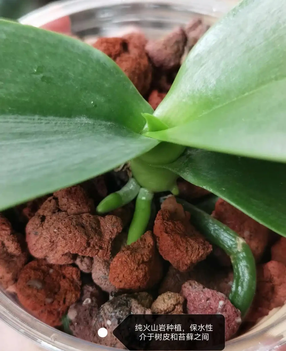 蝴蝶蘭用什麼栽培比較好?推薦4種種植基質,發根快長得好