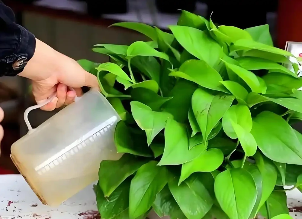 植物營養液,有哪些自制方法和技巧?
