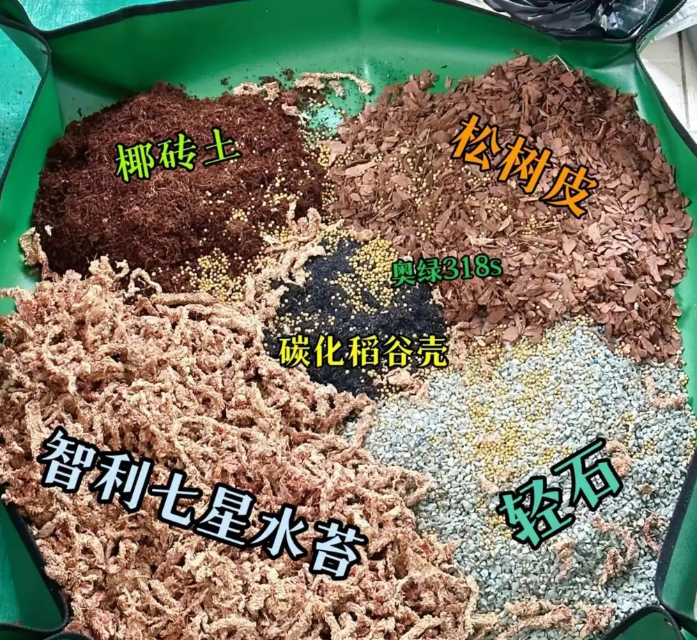 蝴蝶蘭用什麼栽培比較好?推薦4種種植基質,發根快長得好