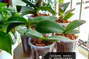 蝴蝶蘭用什麼栽培比較好？推薦4種種植基質，發根快長得好