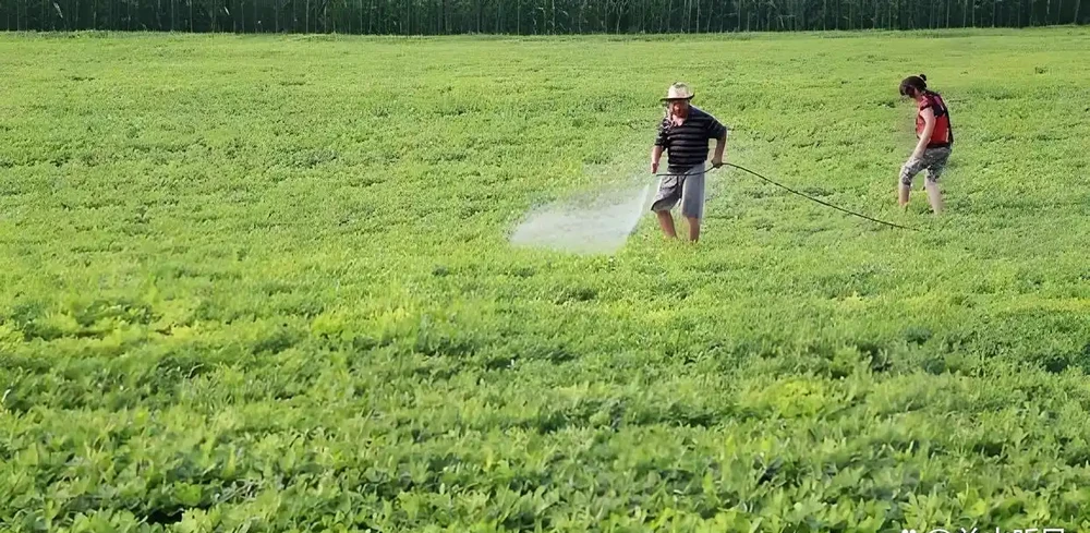 花生補肥的最佳時間,在什麼時候,如何補肥?