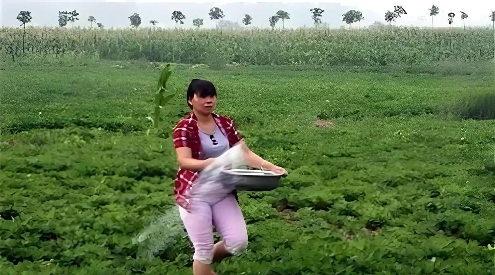 花生補肥的最佳時間,在什麼時候,如何補肥?