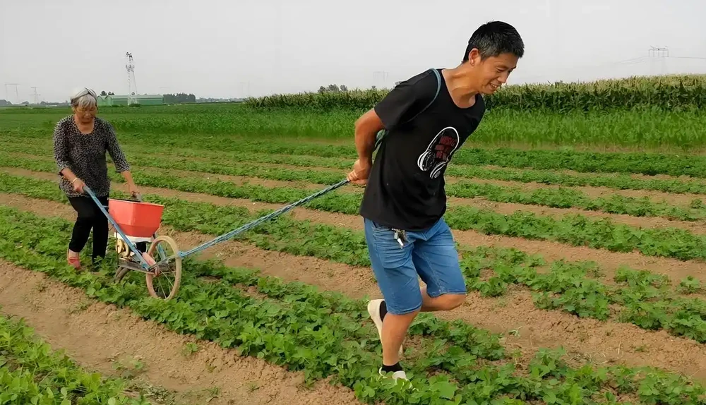 花生補肥的最佳時間,在什麼時候,如何補肥?