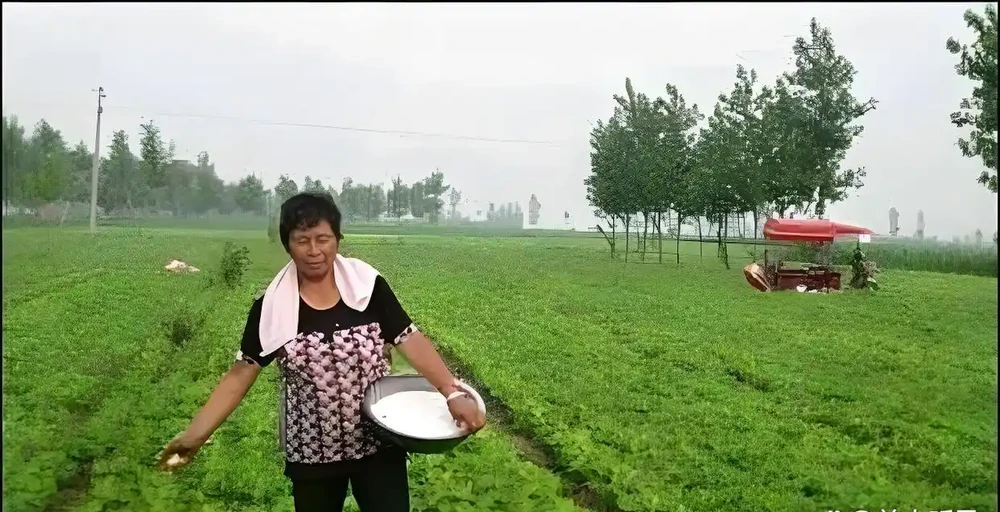 花生補肥的最佳時間,在什麼時候,如何補肥?