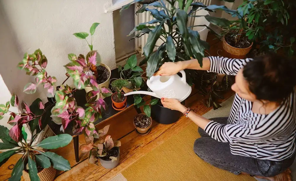 葉子幹了澆水還能活嗎?
