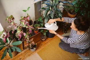 葉子幹了澆水還能活嗎？