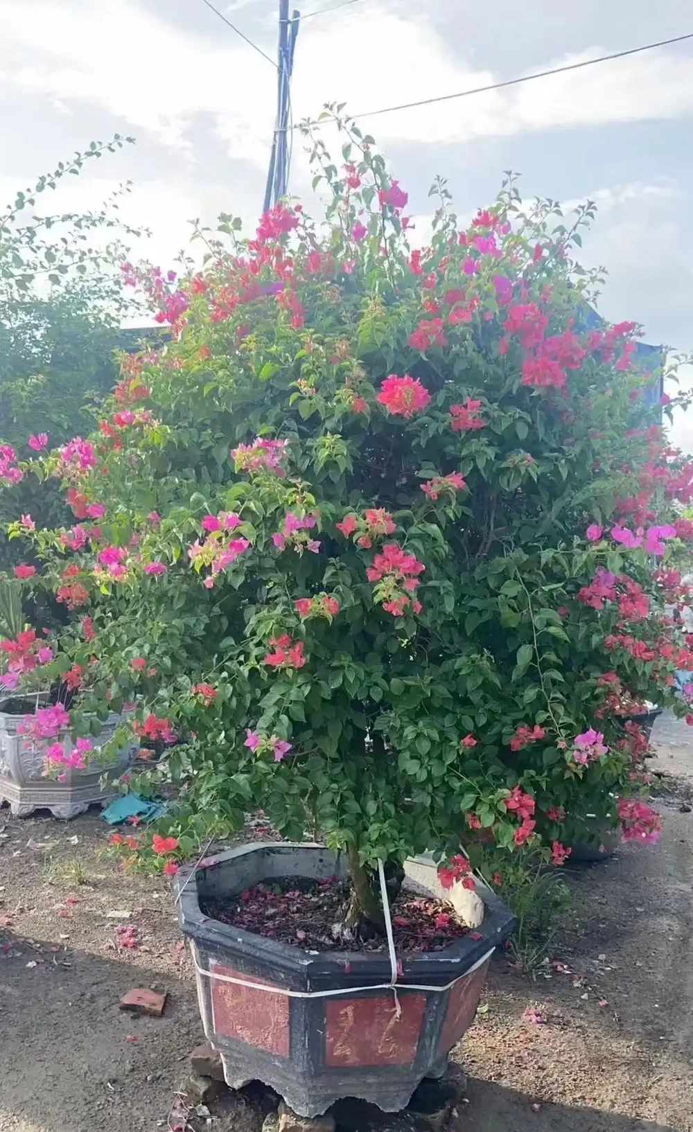花開似火焰九重葛