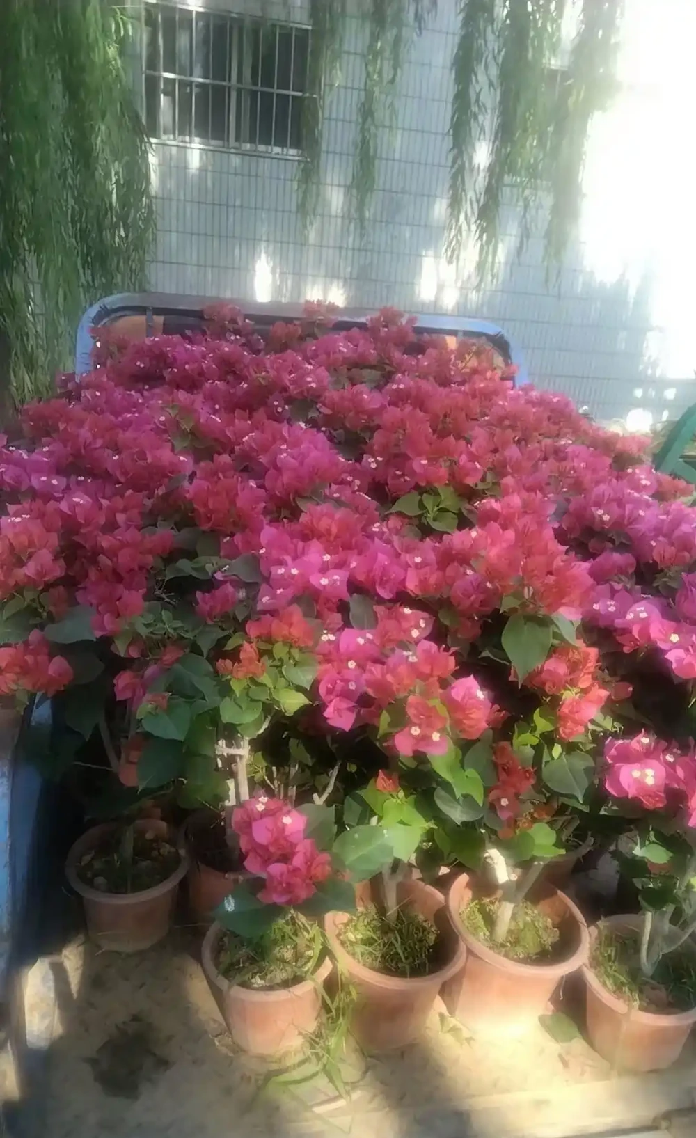 花開似火焰九重葛