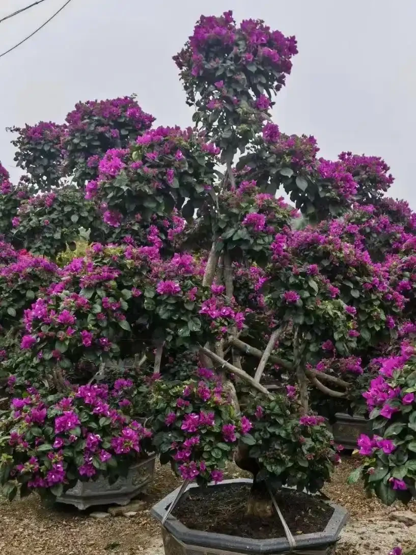花開似火焰九重葛