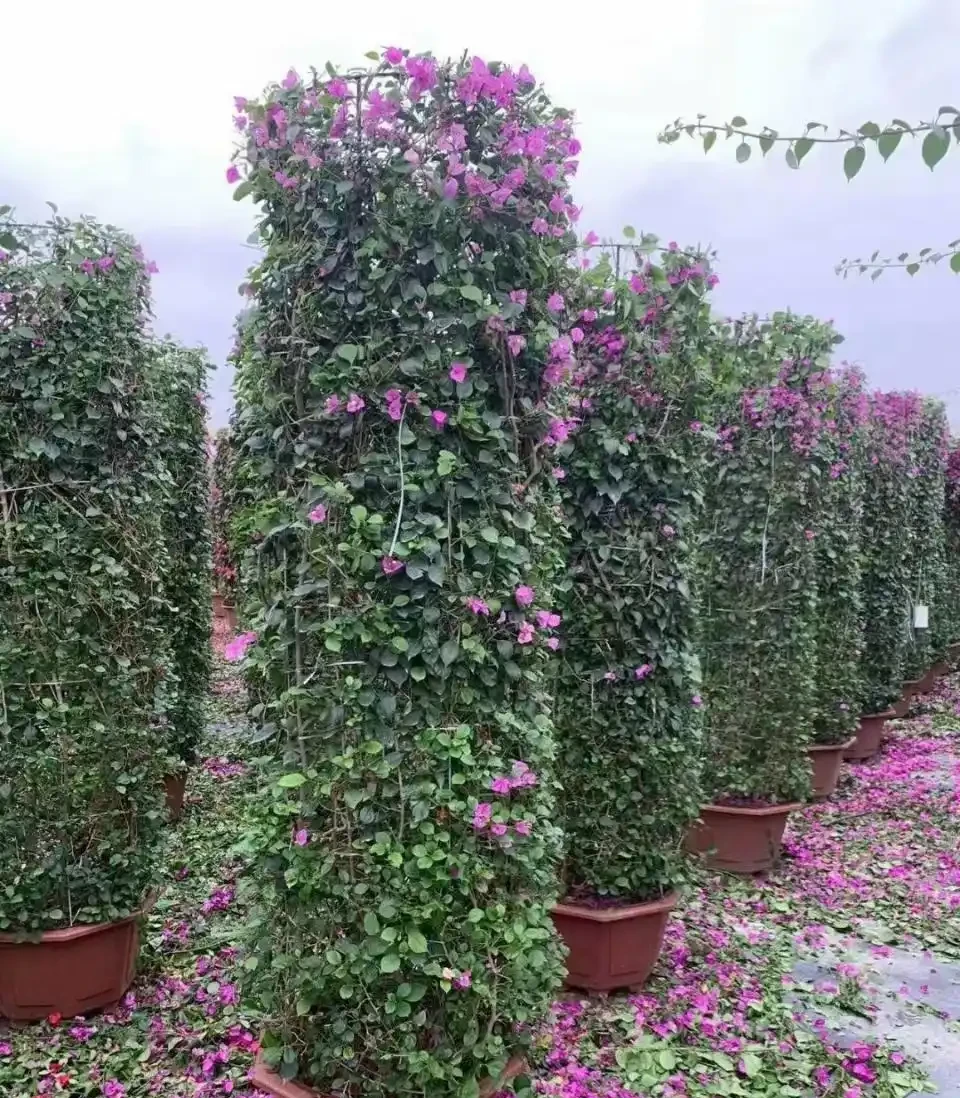 花開似火焰九重葛