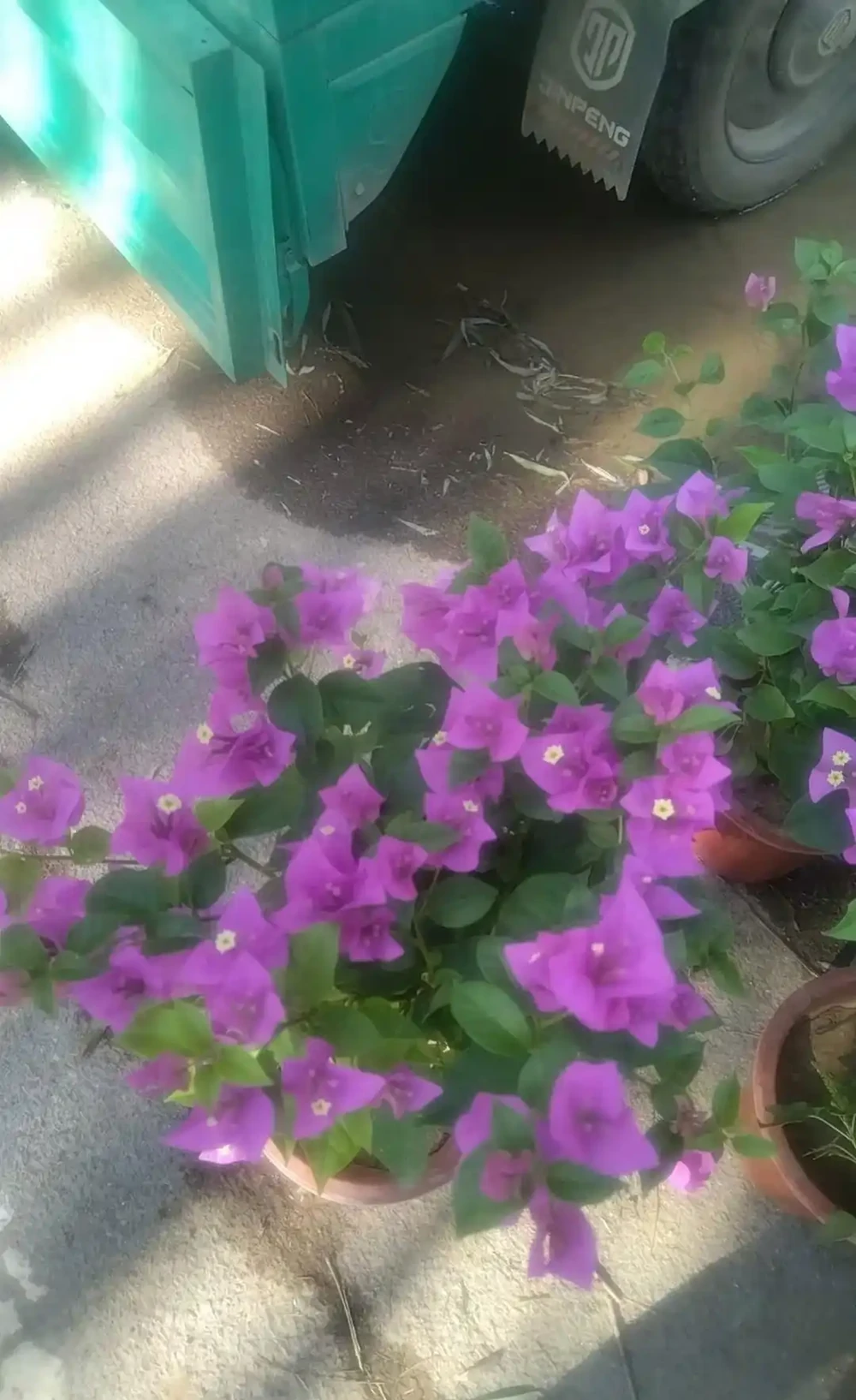 花開似火焰九重葛