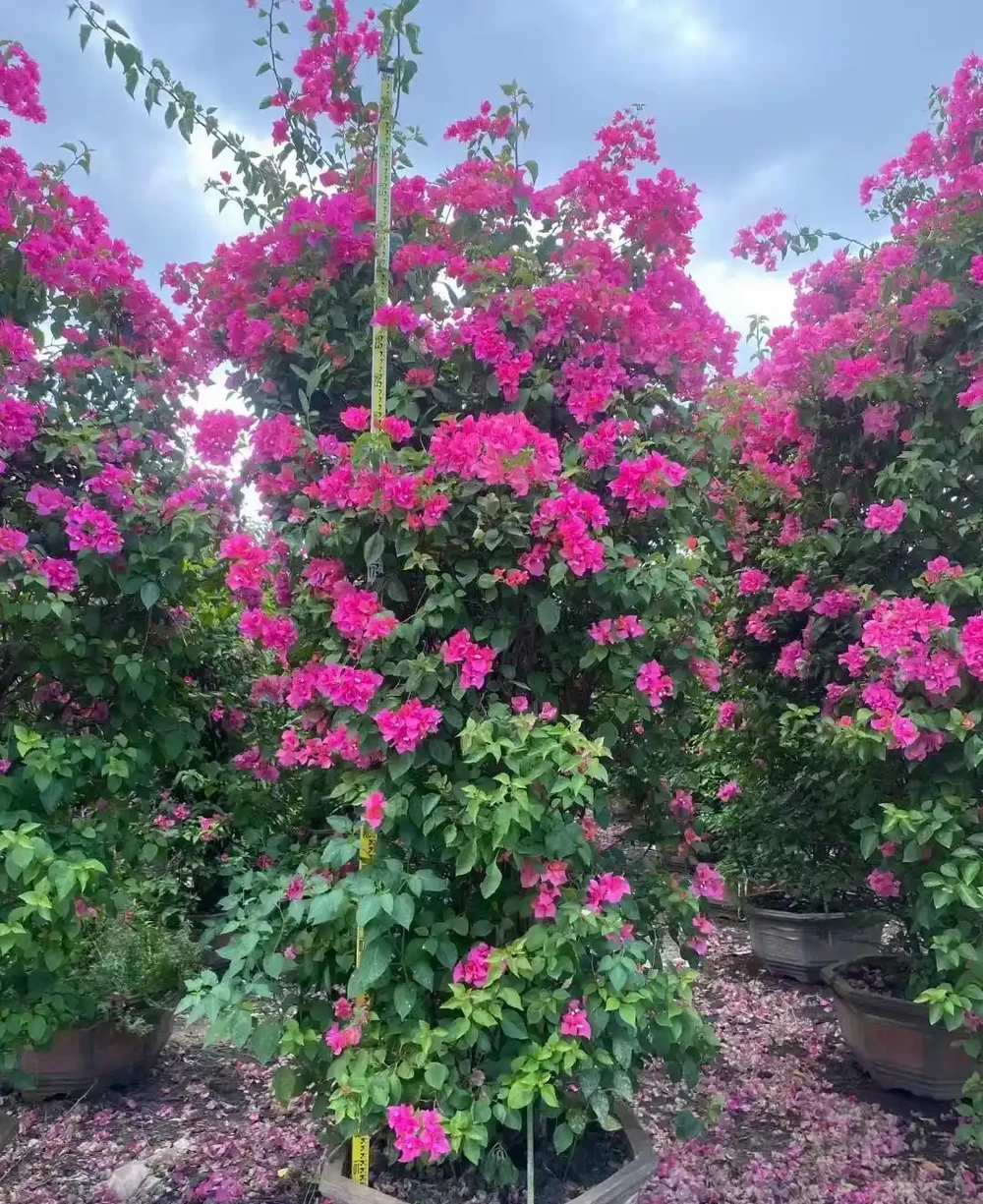 花開似火焰九重葛